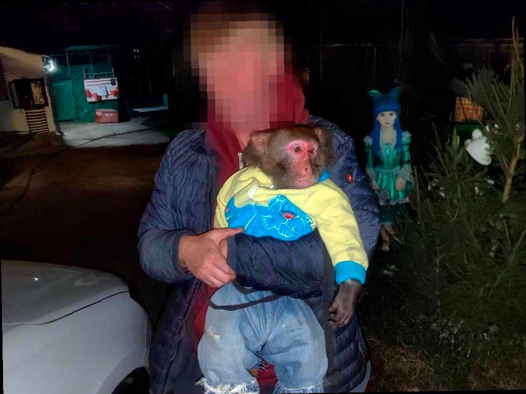 В Сочи усиливают защиту животных