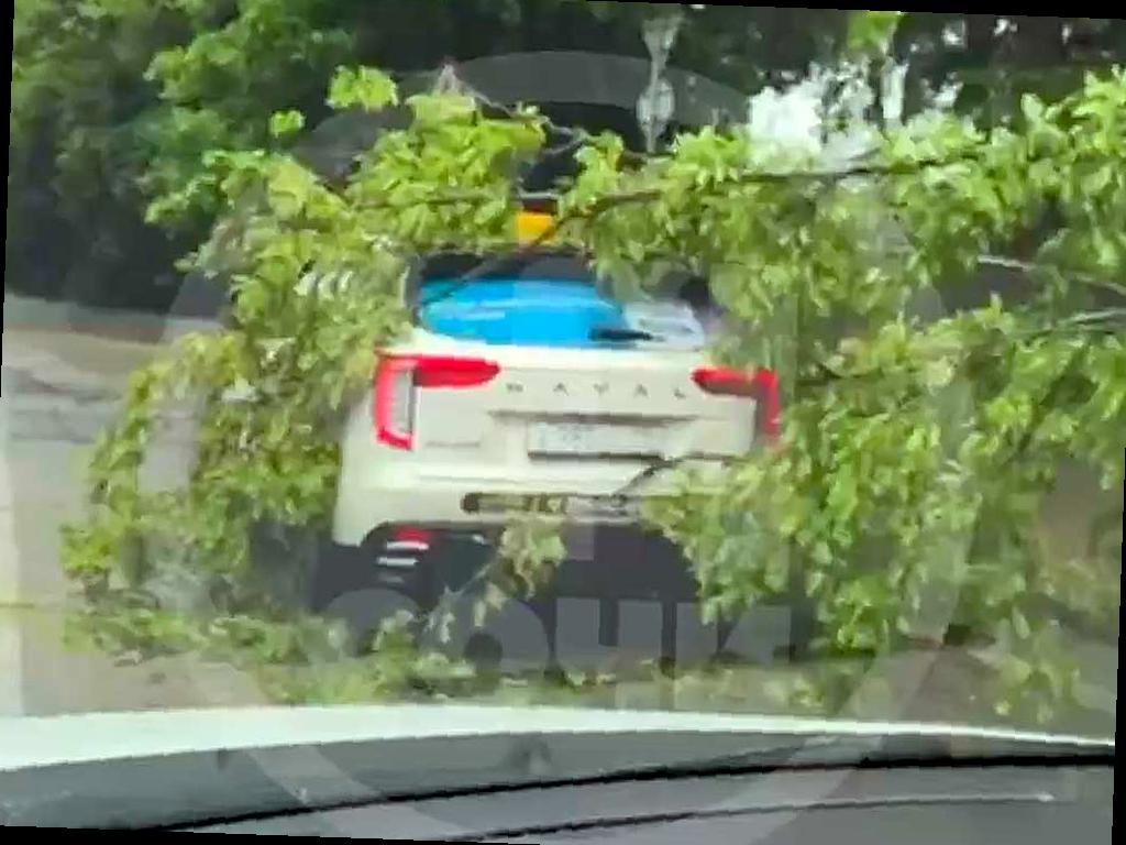 В Сочи автомобиль пострадал от падения дерева