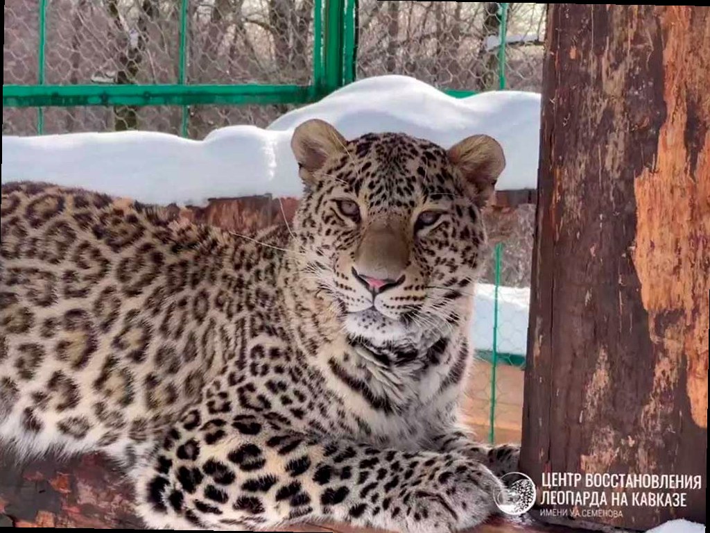 Сочинский центр восстановления леопарда станет отдельным федеральным у