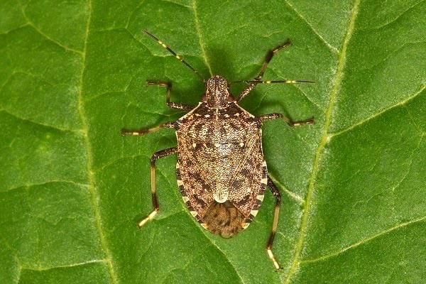 Подготовка к борьбе с коричнево-мраморным клопом в Сочи